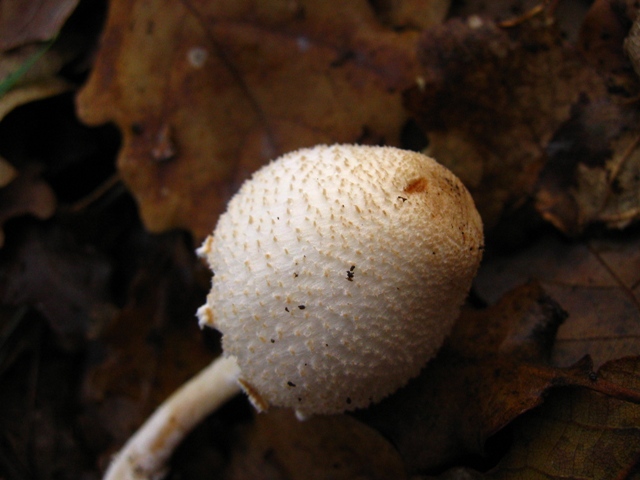 Escursione in querceto, finalmente i funghi!!!